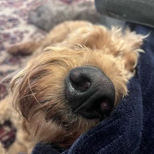 Meet your Posher, Eila